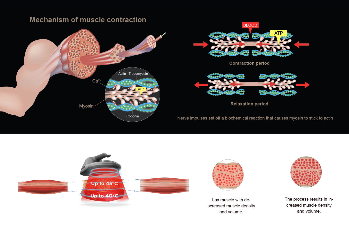 Mechanism of muscle contraction is applied for fat reduction and muscle building 